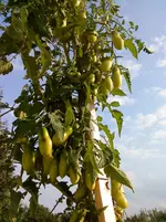 DSC00122.webp
