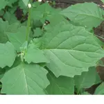 Bild 459.webp