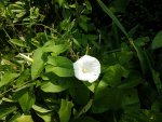 Echte Zaunwinde (Calystegia sepium).jpg