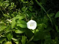 Echte Zaunwinde (Calystegia sepium).jpg