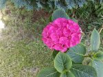 Gartenhortesie rot (hydrangea macrophylla ).jpg