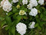 Gartenhortesie weiß (hydrangea macrophylla ).jpg