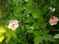 Herbstanemone (Anemone hupehensis).jpg