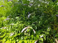 Schmetterlingsflieder (Buddleja davidii) .webp