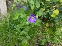 Storchenschnabel (Geranium).webp