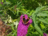 Admiral (Vanessa atalanta).webp