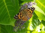 Distelfalter (Vanessa cardui).jpg