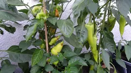 DSC04094.webp