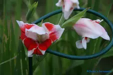 comp_DSC05550.webp