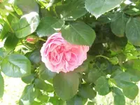 Bilda1268.webp