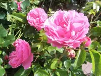 Bilda1202.webp