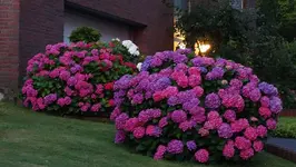hrtns2016 (3).webp hrtns2016 (3).webp