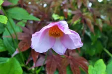 DSCF6957 (2).webp