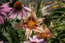 IMG_4725.webp