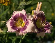 IMG_4731-2.webp
