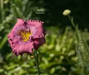 IMG_4732-2.webp