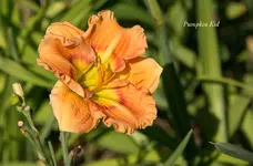 IMG_4738-2.webp