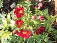 Bilda003.webp