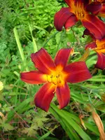 DSCI4374.webp