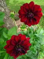 DSCI4366.webp