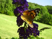 003.webp
