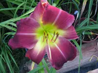 crown island falsch2_1024x768.webp