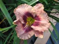 daring deception 2_1024x768.webp