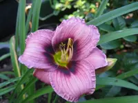 sil. tee tiny_1024x768.webp
