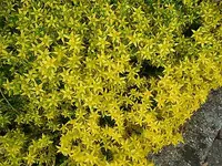 Pflanze-Blume-Staude-Mauerpfeffer-Bodendecker.webp