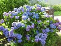 009.webp