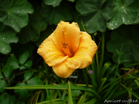 P1120732.webp