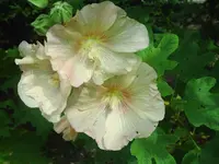 004.webp