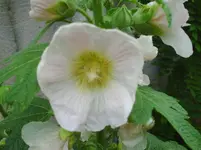 006.webp