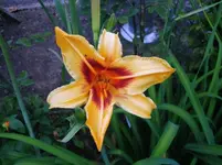 2016-07-20 Taglilie.webp