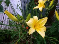 2016-07-20 Taglilie1.webp