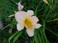2016-07-20 Taglilie2.webp