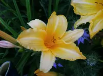 2016-07-20 Taglilie3.webp