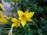 2016-07-20 Taglilie4.webp