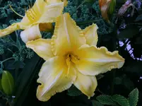 2016-07-20 Taglilie5.webp