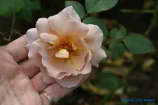 comp_DSC05568.webp