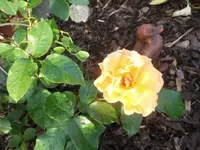 Bilda001.webp