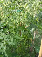 20160724_195126_b.webp