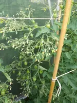 20160724_195220_b.webp