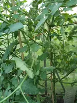 20160724_195402_b.webp