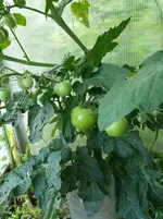 20160724_195417_b.jpg
