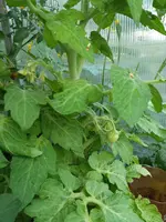 20160724_195437_b.webp