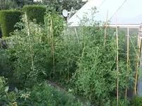 20160724_195544_b.webp