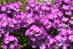 Phlox_pink_weiss_in full bloom_900.jpg