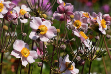 Herbstanemome_volle Blüte_900.webp