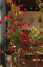 Dipladenia_volle Blüte_800.webp